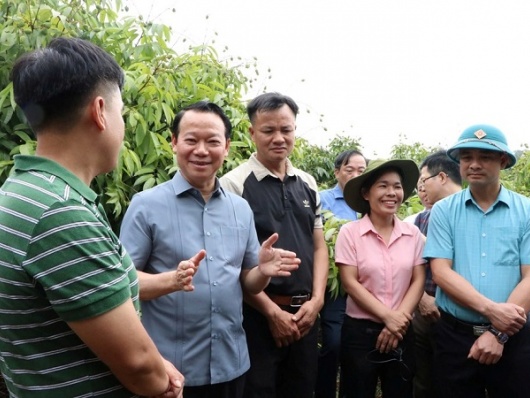 Tăng cường liên kết '3 nhà': Thu hoạch vải thiều dự kiến tăng 30% trong niên vụ 2025
