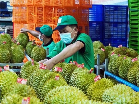 Gần 1.000 mã số được cấp mới, cơ hội lớn cho sầu riêng Việt Nam xuất khẩu sang Trung Quốc