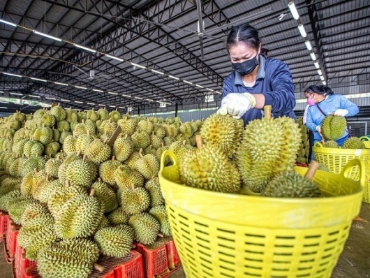 Xuất khẩu rau quả lập kỷ lục 7,91 tỷ USD trong 11 tháng