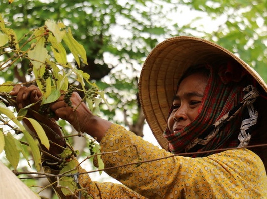 Xuất khẩu hồ tiêu và gia vị Việt Nam cán mốc 2 tỷ USD