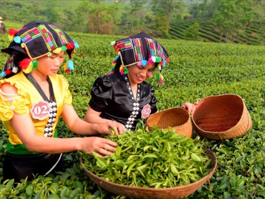 Xây dựng thương hiệu là chìa khóa để ngành chè Việt Nam bứt phá