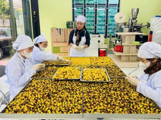 “Vàng xanh” từ đại ngàn: Khi chè hoa vàng bước ra thị trường