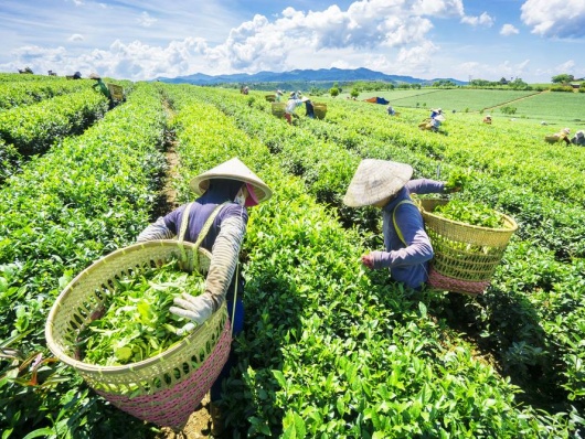 Ngành chè Việt Nam phục hồi ấn tượng, kiến tạo giá trị cao trong chuỗi toàn cầu