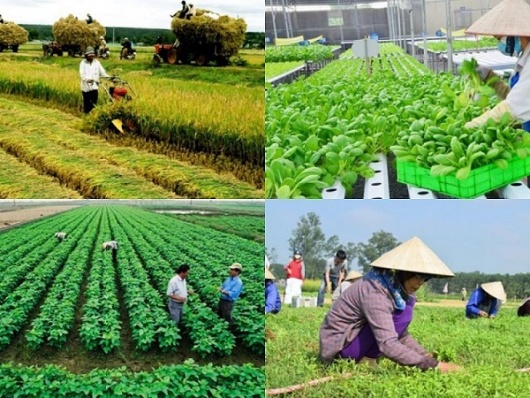 Hỗ trợ Hợp tác xã chuyển đổi số và nâng cao năng lực cạnh tranh năm 2026