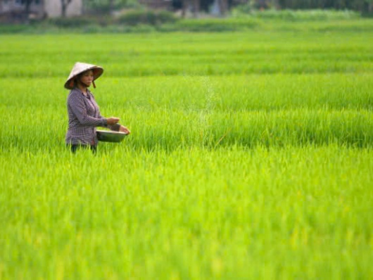 Giá giảm, cạnh tranh tăng: Gạo Việt chuyển hướng nâng chất, phát triển “xanh”