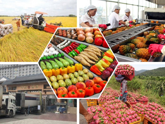 Nông sản Việt và bài toán xây dựng thương hiệu giá trị cao trên toàn cầu