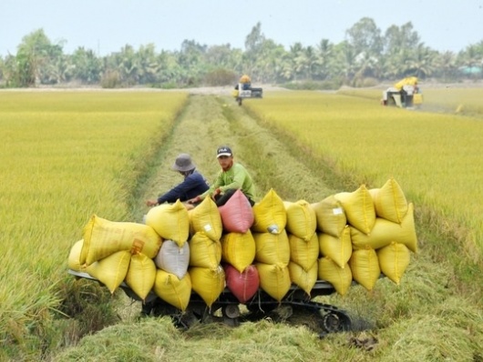 Ngành lúa gạo Việt Nam và bài toán nâng cao giá trị bền vững