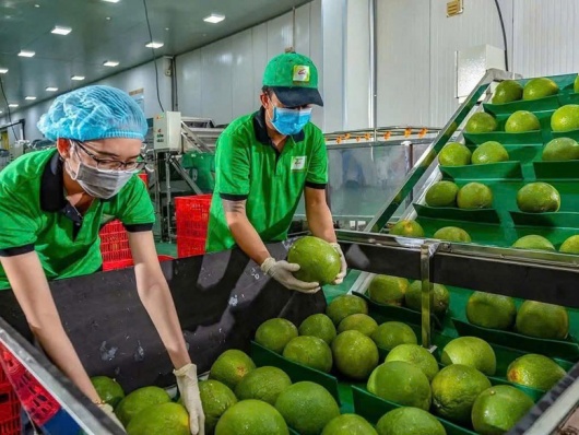Bưởi và chanh Việt Nam rộng cửa xuất khẩu chính ngạch sang Trung Quốc