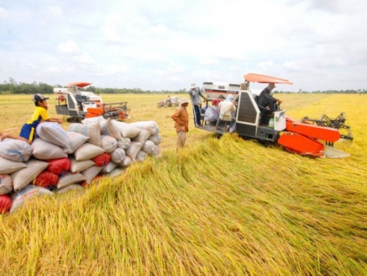 Xuất khẩu gạo giữ nhịp tăng trưởng, hướng tới giá trị 'xanh'