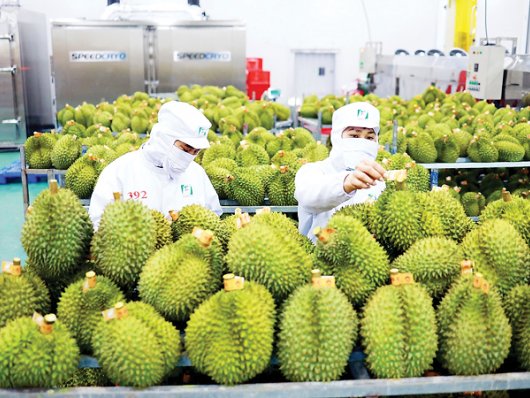 Hoàn thiện 'hạ tầng kỹ thuật' để xuất khẩu rau quả sang Trung Quốc bứt phá