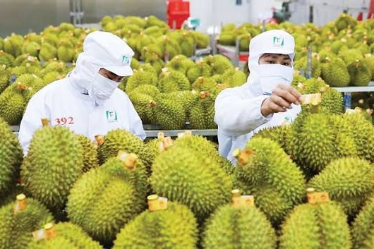 Xuất khẩu rau quả Việt Nam tăng trưởng mạnh, hướng đến mốc 10 tỷ USD