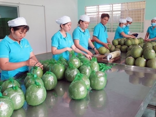 Úc tạm dừng nhập khẩu trái bưởi tươi, Bộ Nông nghiệp chỉ đạo khắc phục