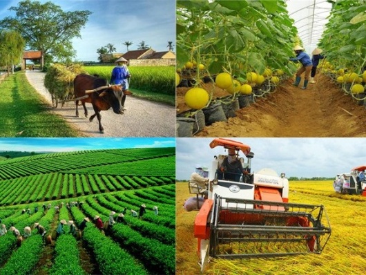 Quy định mới nhất về cơ chế phát triển sản xuất liên kết theo chuỗi giá trị