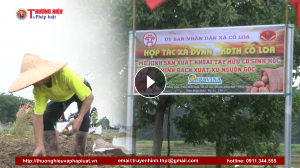 Cổ Loa liên kết chuỗi để sản xuất khoai tây theo phương pháp hữu cơ sinh học và minh bạch thông tin truy xuất nguồn gốc