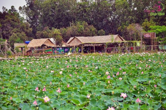 Đồng Tháp xây dựng Khu du lịch sinh thái Đồng Tháp Mười