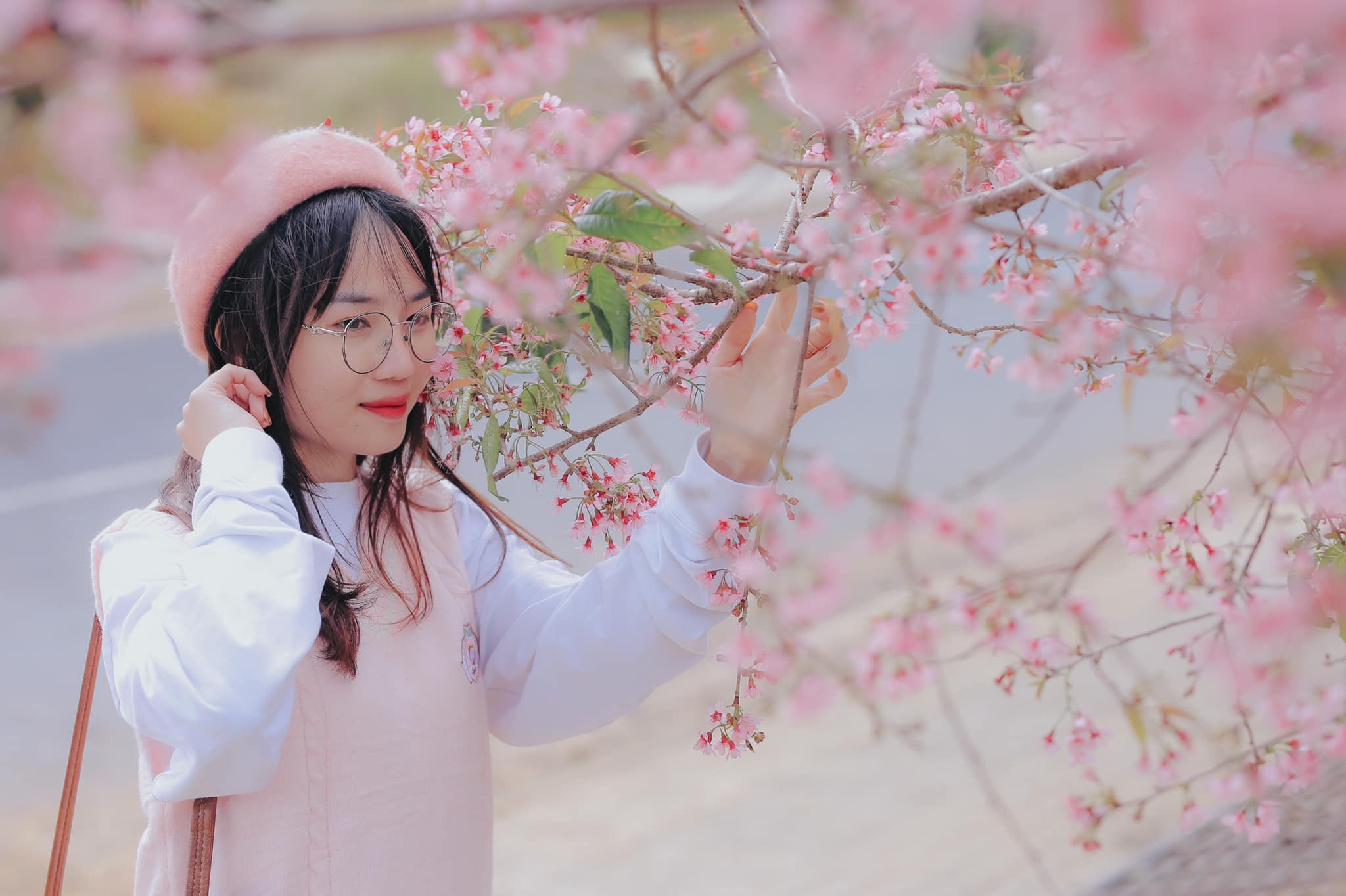 Hoa mai anh đào Đà Lạt nở rộ đón xuân